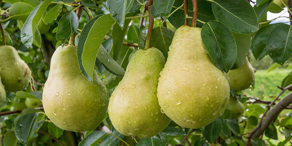 Growing Pears