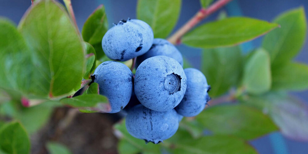Growing Blueberries