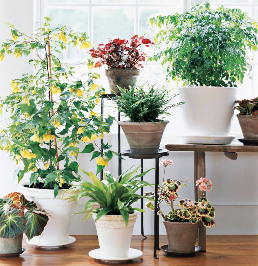 Attractive Ways to Include Indoor Plants in Your Decor