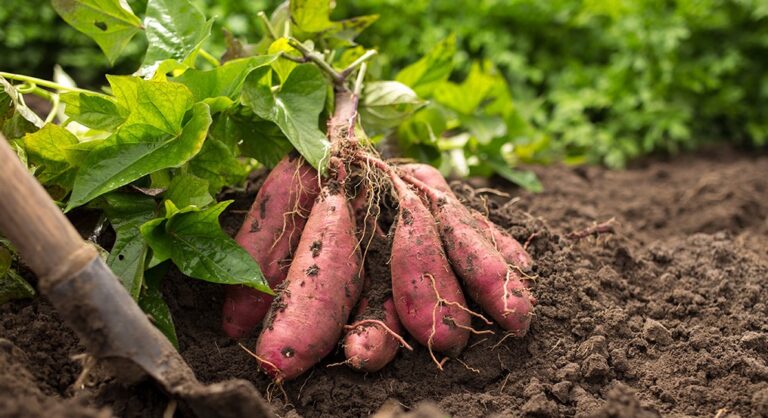 growing-sweet-potatoes-planting-at-home