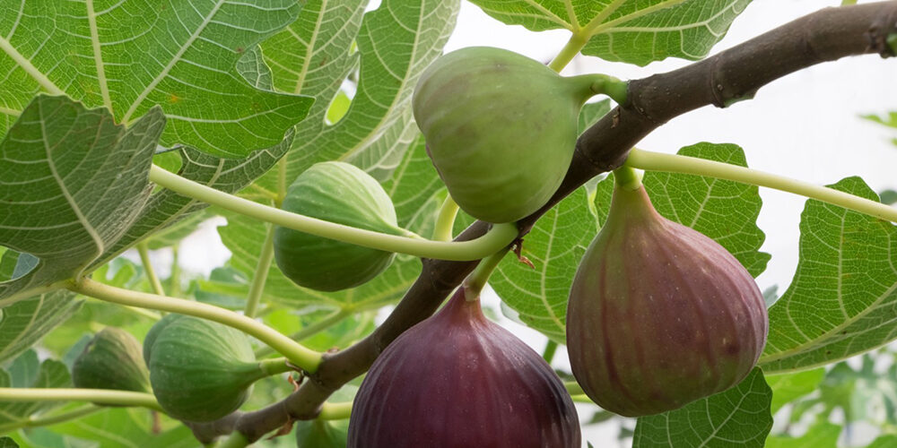 Growing Figs