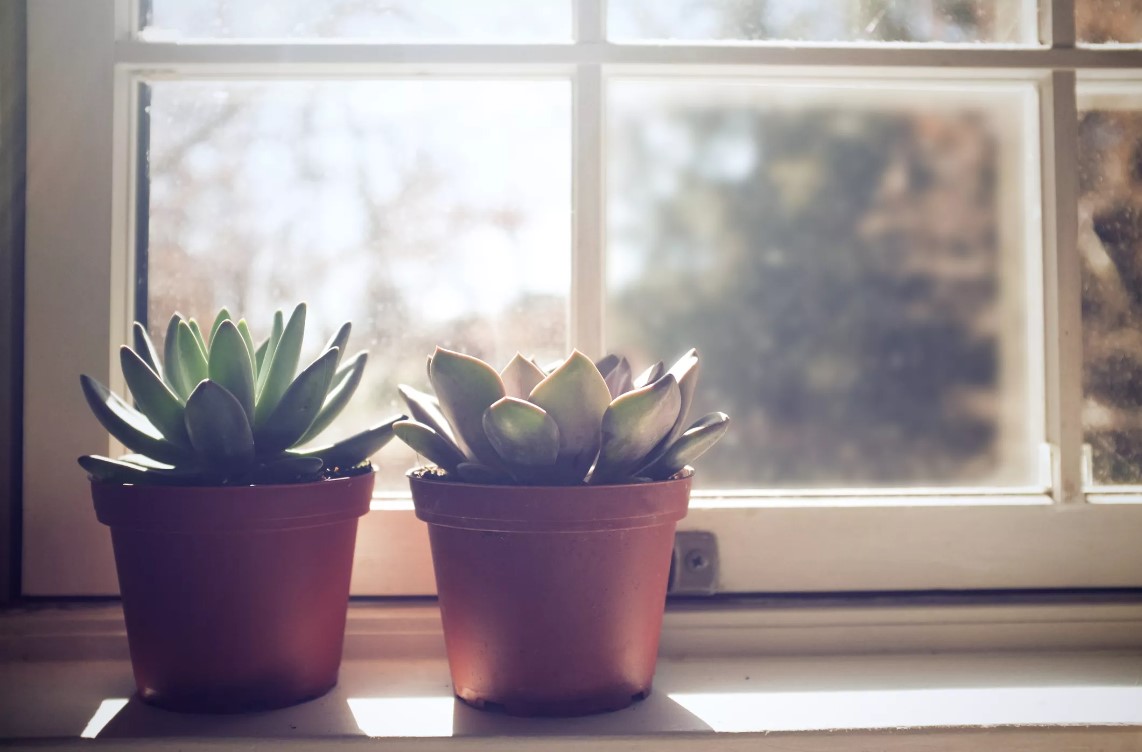 8 Reasons Why your Houseplant is Dead