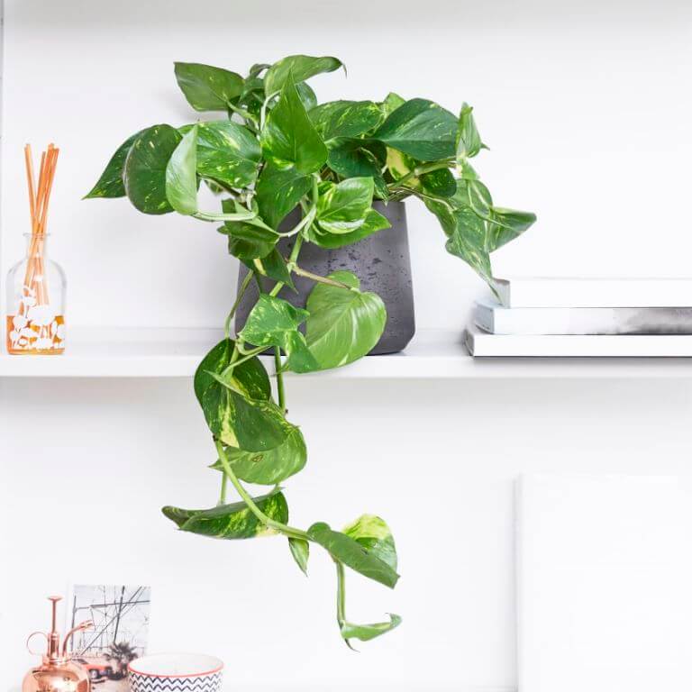 Different Money Plants for Your Home