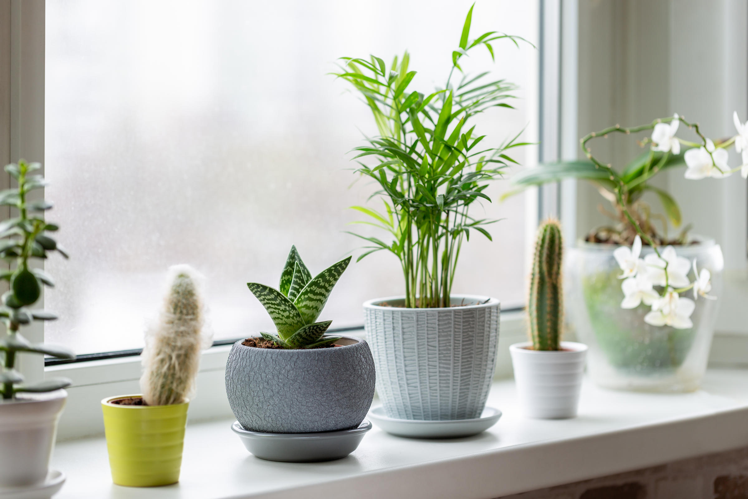 7 Indoor Gardening Tips for Thriving Houseplants