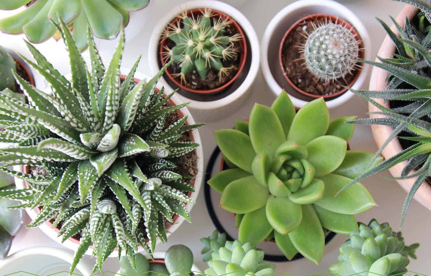 How to Keep Your Succulents Alive