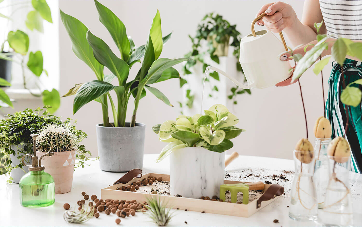 15 Brilliant and Easy Plant Care Tips