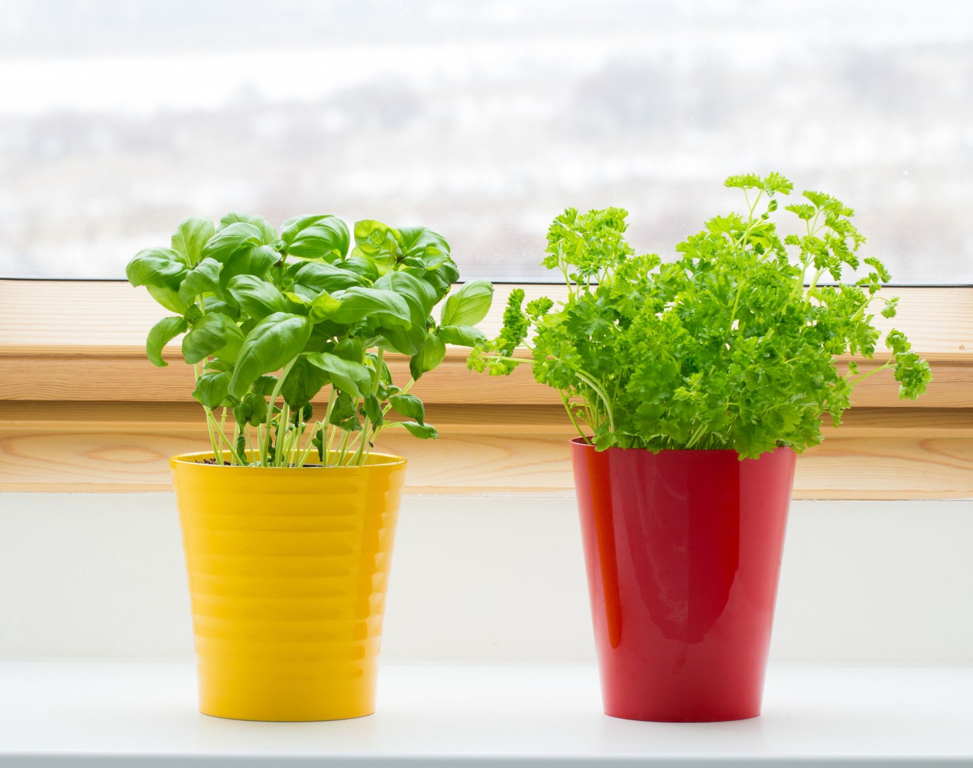 Why Indoor Herbs are Dying