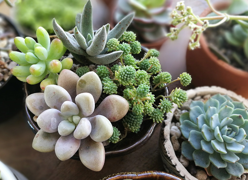 How to Plant & Care for Succulent Plants