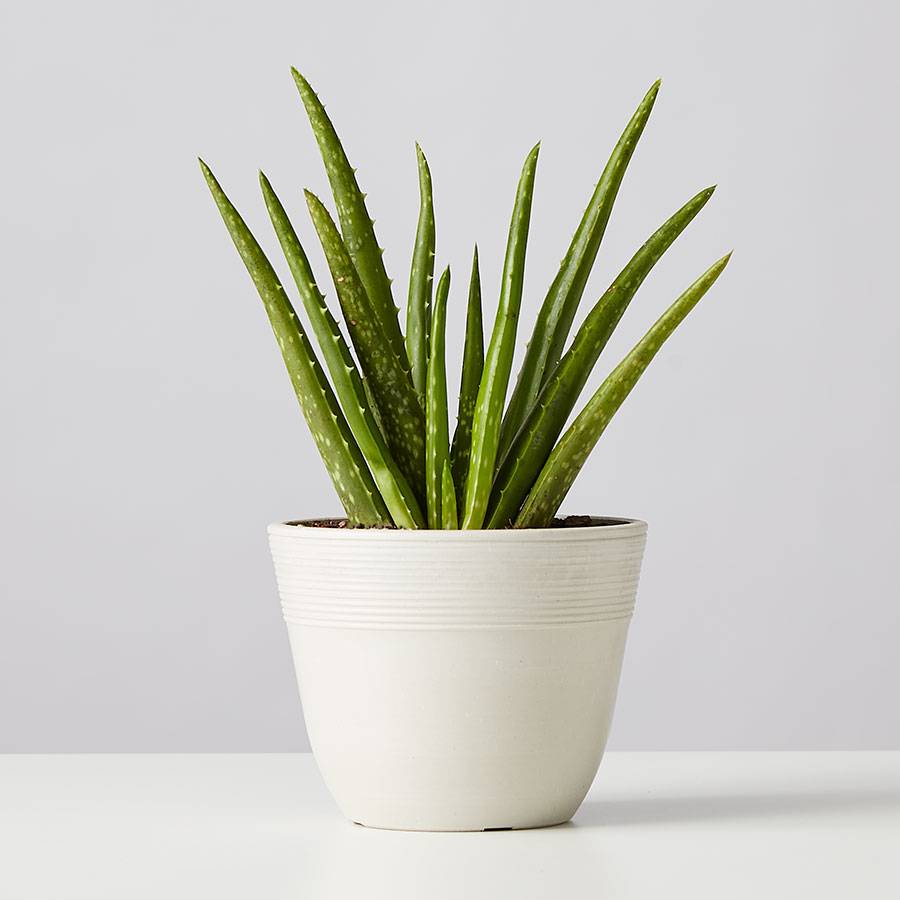 8 Best Houseplants for Your Kitchen