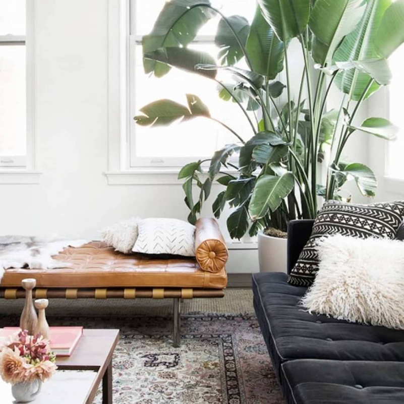 How to Add Tall Houseplants Into Your Interior